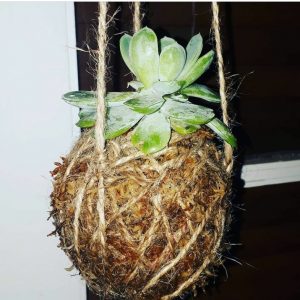 Kokedama